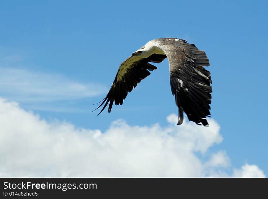 Sea eagle flying with wings in bow. Sea eagle flying with wings in bow