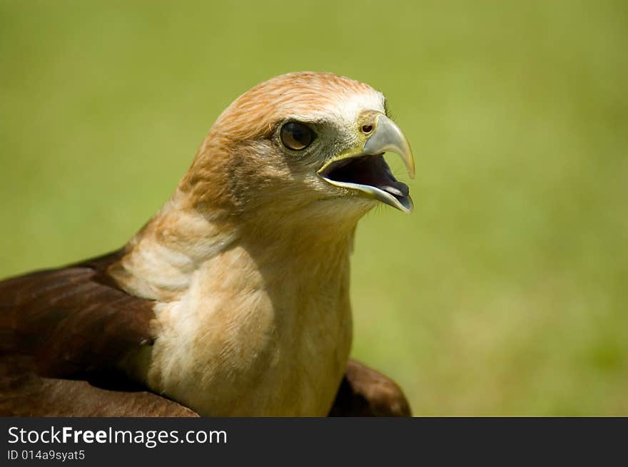 Hawk sitting on lawn with mouth open screaming. Hawk sitting on lawn with mouth open screaming