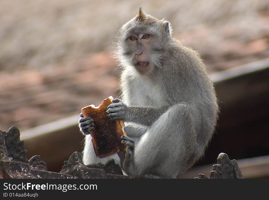 Monkey with Toast