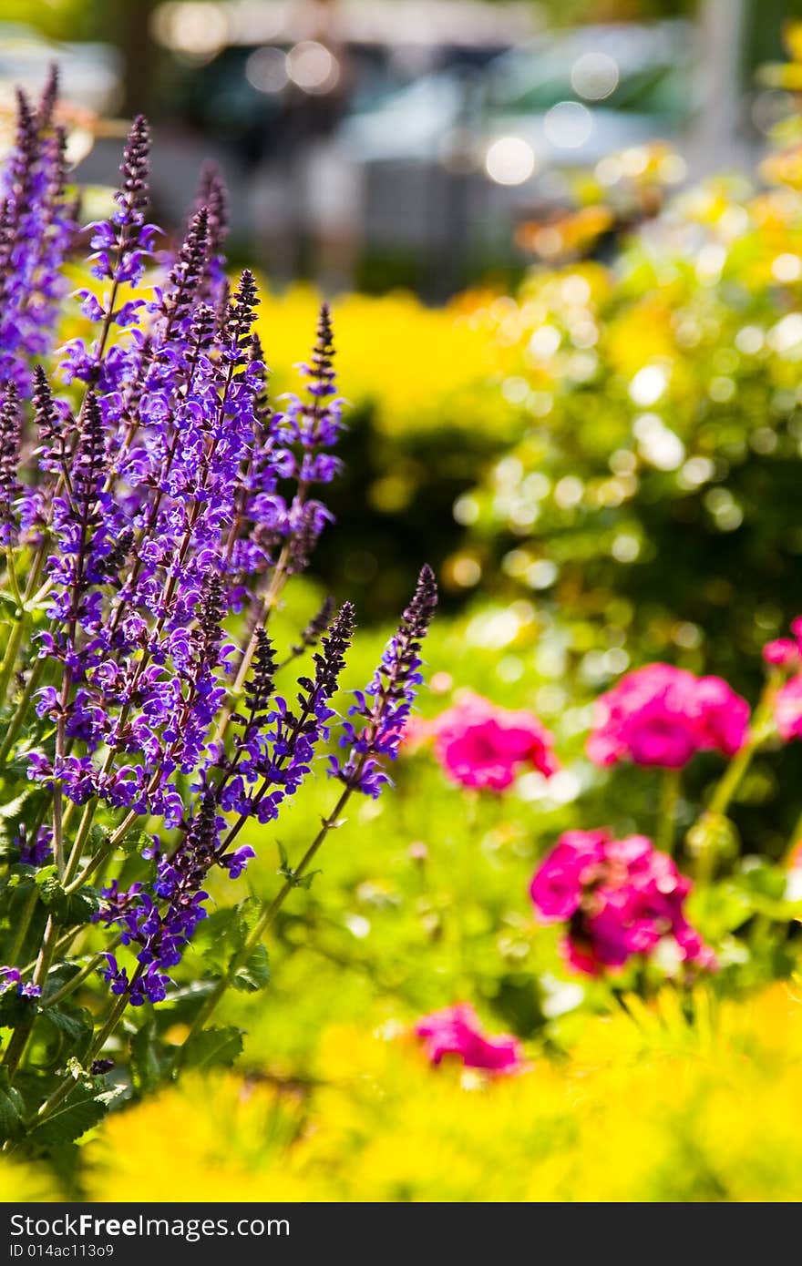 Flowers at Pleasure Bay South Boston Massachusetts