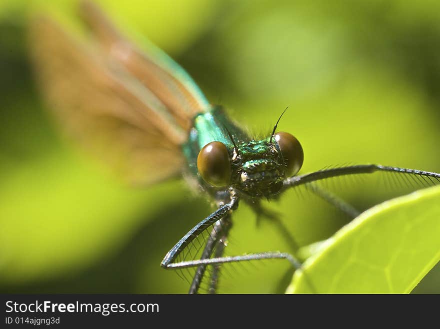 Macro of immature male Calopteryx virgo damselfly resting on riverside foliage in the summer sun, including background in bokah, very close can see cell structure of eyes. Macro of immature male Calopteryx virgo damselfly resting on riverside foliage in the summer sun, including background in bokah, very close can see cell structure of eyes