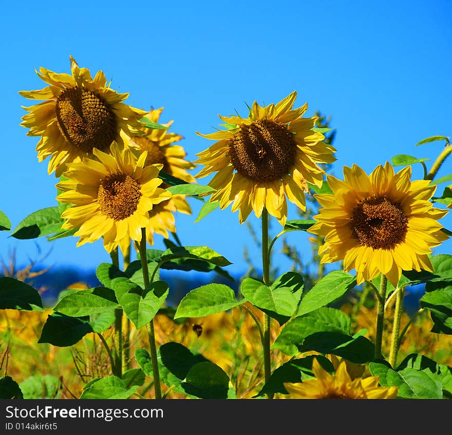 Bright Yellow Sunflower and Blue Sky. Bright Yellow Sunflower and Blue Sky