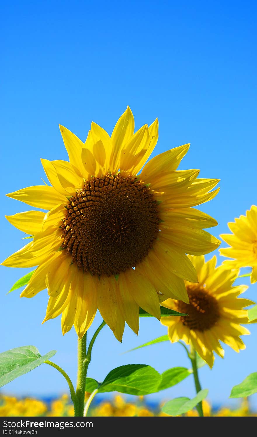 Bright Yellow Sunflower and Blue Sky. Bright Yellow Sunflower and Blue Sky