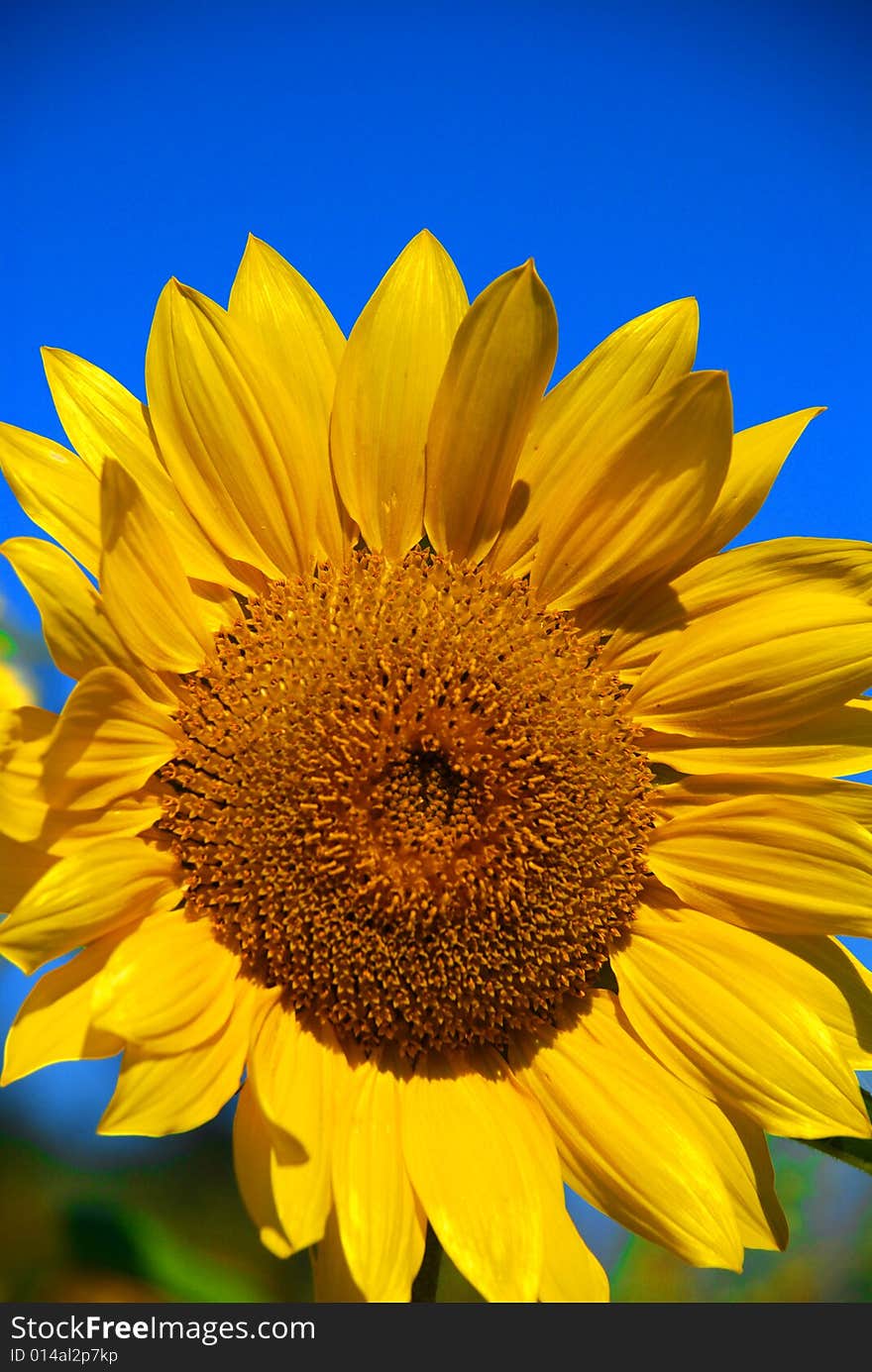 Bright Yellow Sunflower and Blue Sky