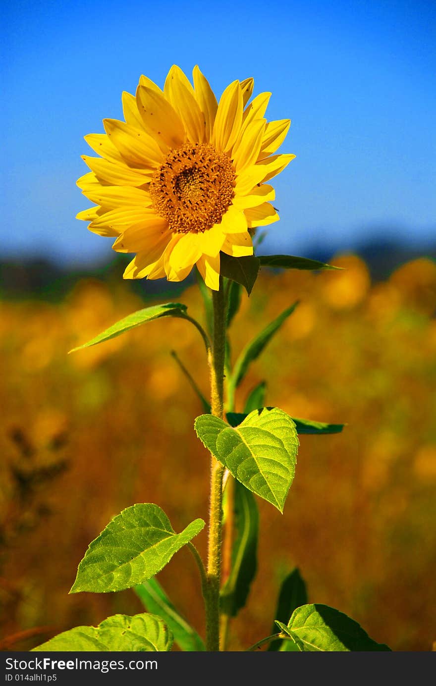 Bright Yellow Sunflower and Blue Sky