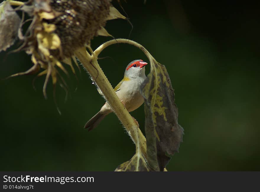 Small finch sitting on sunflower stem