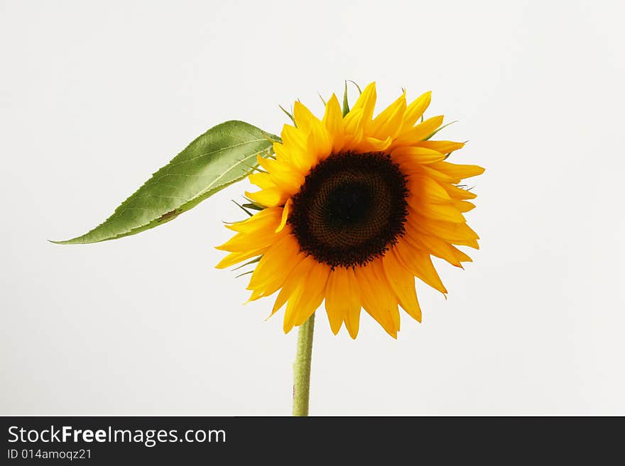 Large sunflower isolated on white. Large sunflower isolated on white