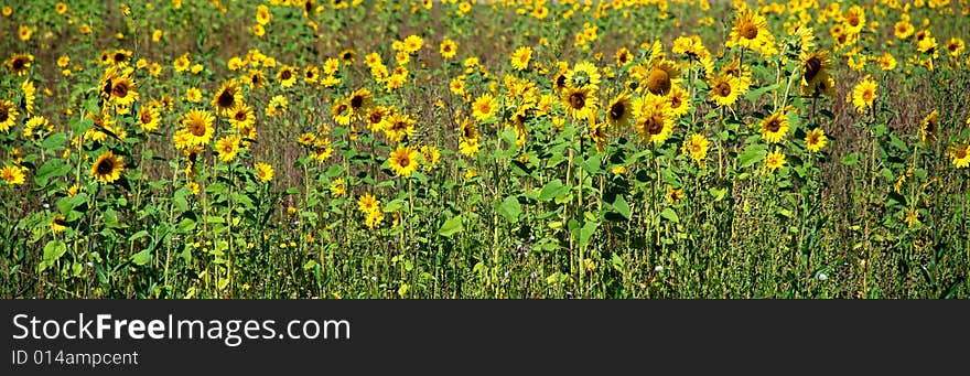 Sunflower Field