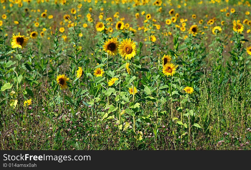 Sunflower Field