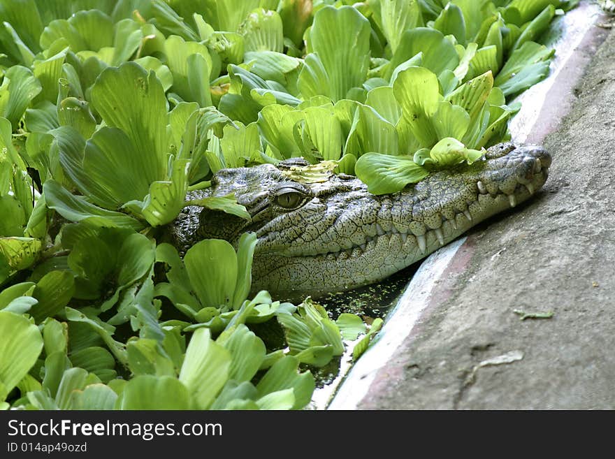 Cassius, world's largest captive estuarine crocodile at the crocodile preserve, Green Island, Great Barrier Reef. Cassius, world's largest captive estuarine crocodile at the crocodile preserve, Green Island, Great Barrier Reef