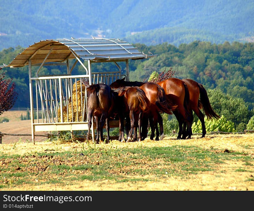 Eating Horses