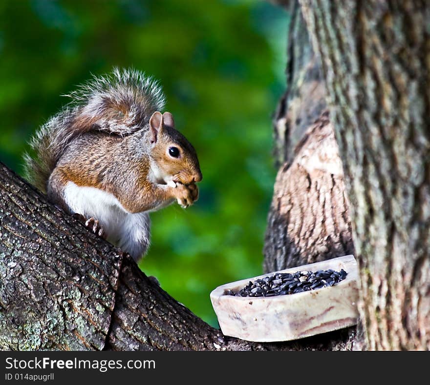 Gray squirrel eating sunflower seeds from a food dish in a large tree. Photographed in Virginia, USA.