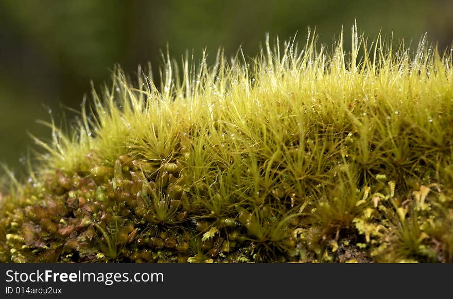 Moss on a rock with moisture. Moss on a rock with moisture