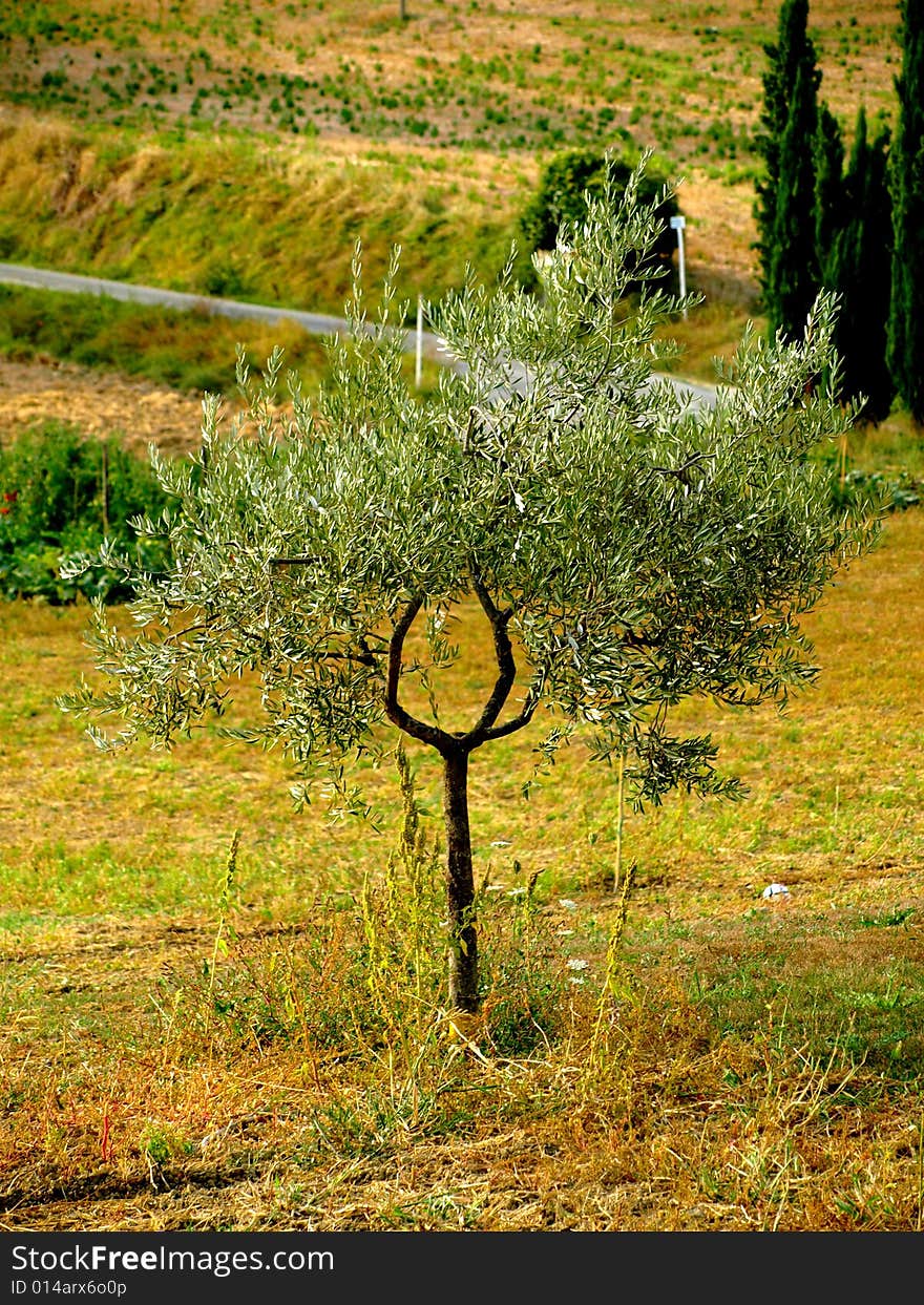 A typical shot of vegetation in Tuscany with a close up of a young olive tree