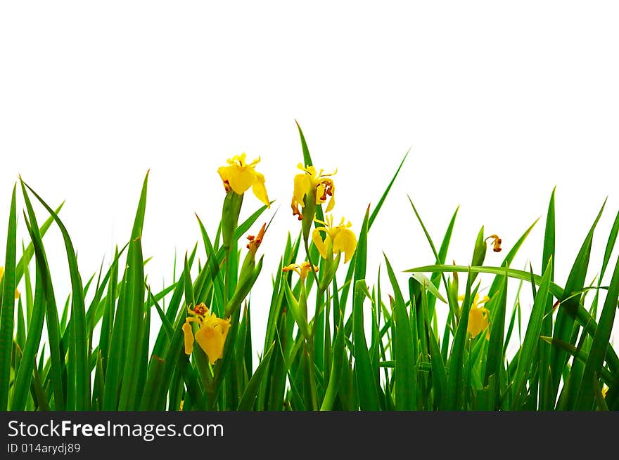 Grass backgrounds on white backgrounds