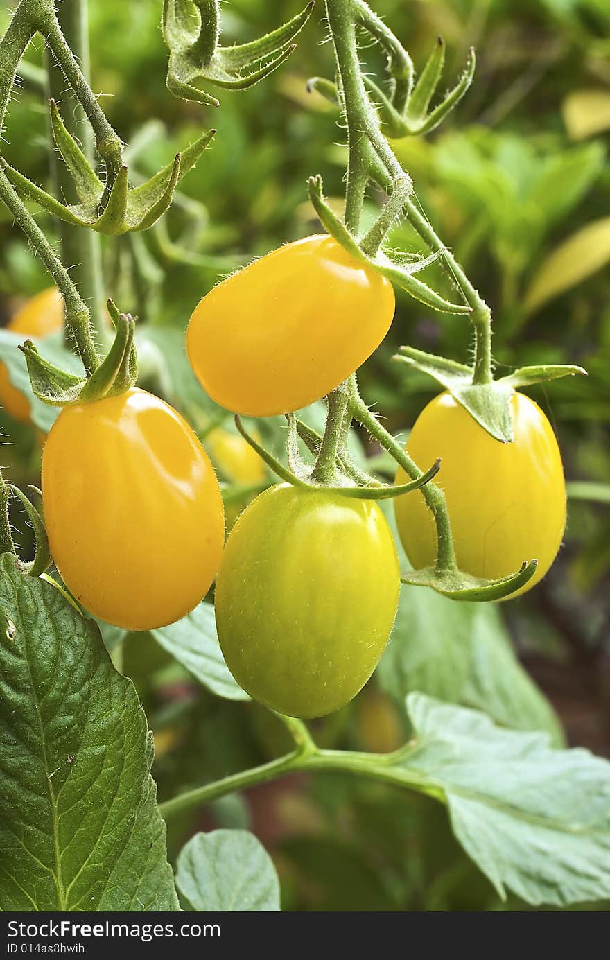 Yellow Cherry Tomatoes