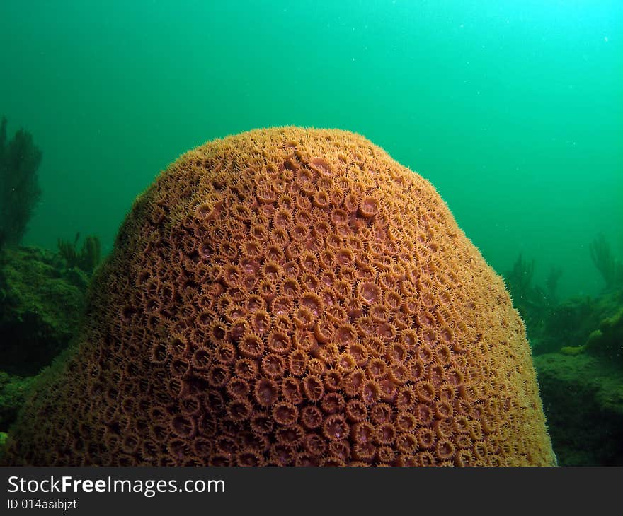 This is Star coral and is very common in south Florida and the Caribbean. This one was taken right off the beach in Ft Lauderdale. Very popular dive stop.