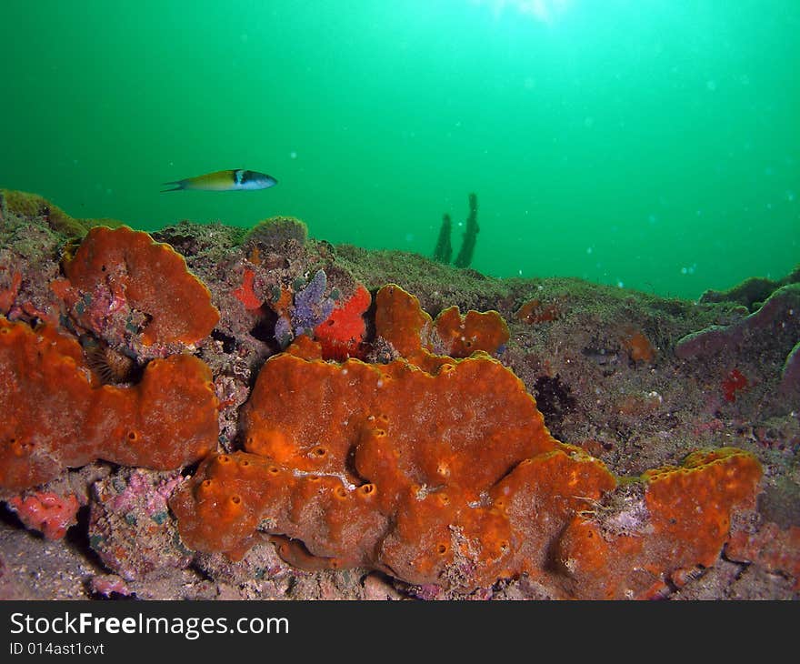 This Brown Encrusting Octopus Sponge is found at 40 to 75 feet and is common in South Florida This image was taken right off the beach in Ft Lauderdale.