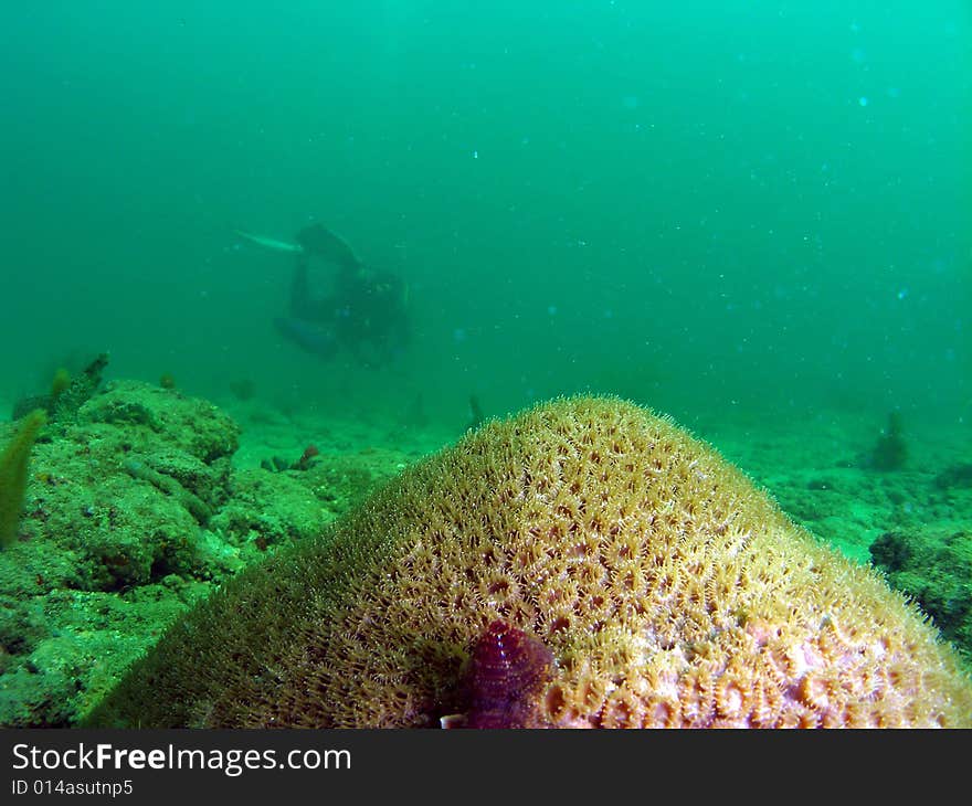 This Christmas tree worm is making this star coral home. This shot was taken on a reef just off the shore in Pompano Beach, Florida. This Christmas tree worm is making this star coral home. This shot was taken on a reef just off the shore in Pompano Beach, Florida.