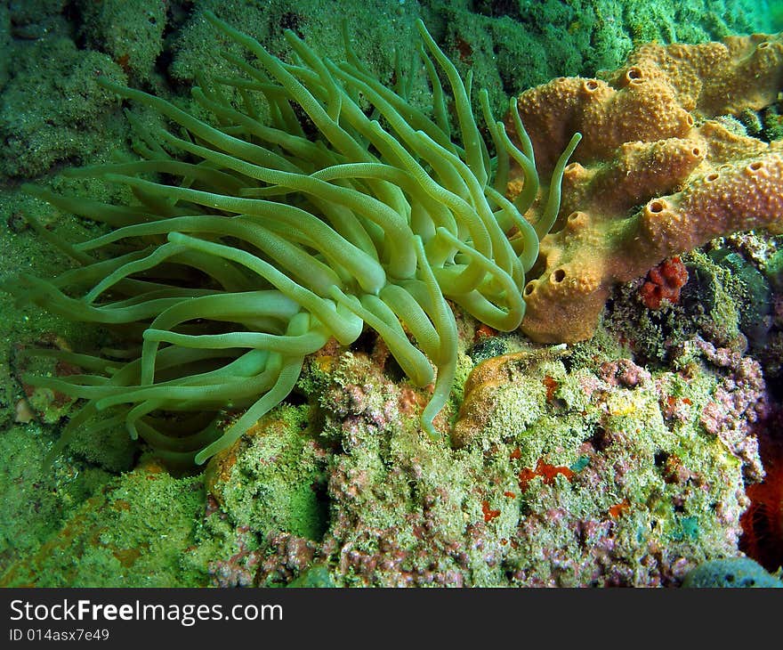 This is Giant Anemones and is very interesting to watch as it will move back and forth. It has numerous long tentacles with a slightly large tips. Common in South Florida.