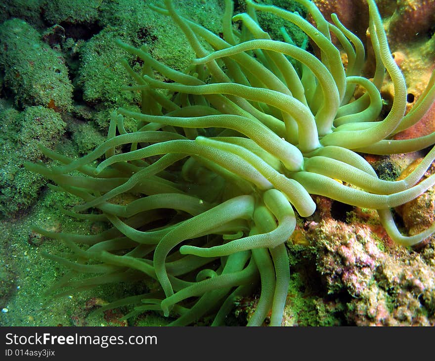 This is Giant Anemones. It has numerous long tentacles with a slightly large tips. Common in South Florida.