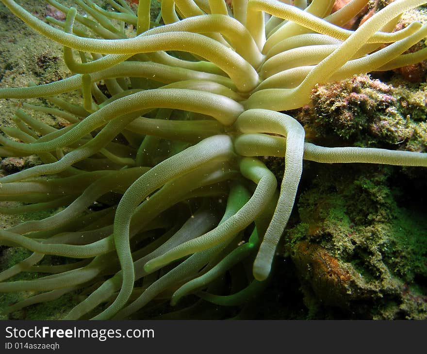 This is a close-up of Giant Anemones. It has numerous long tentacles with a slightly large tips. If you touch this it will sting like a jelly fish. Common in South Florida.