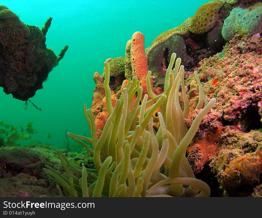 This is a Giant Anemones with various coral. Common in South Florida.