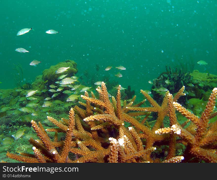 This type of coral is common in south Florida , the Bahamas and the Caribbean. I see it all the time at all depths. This image was taken right off the beach in Ft Lauderdale. This type of coral is common in south Florida , the Bahamas and the Caribbean. I see it all the time at all depths. This image was taken right off the beach in Ft Lauderdale.