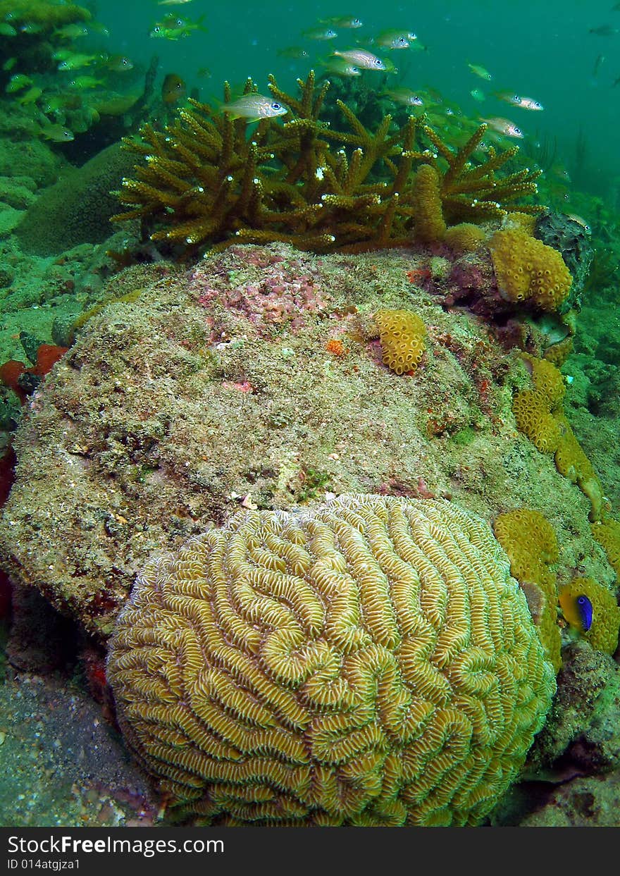 French grunts are seen in the back ground swimming all around this coral with a large brain coral in the foreground. This shot was taken in 18 feet of water right off the beach in Ft Lauderdale. French grunts are seen in the back ground swimming all around this coral with a large brain coral in the foreground. This shot was taken in 18 feet of water right off the beach in Ft Lauderdale.