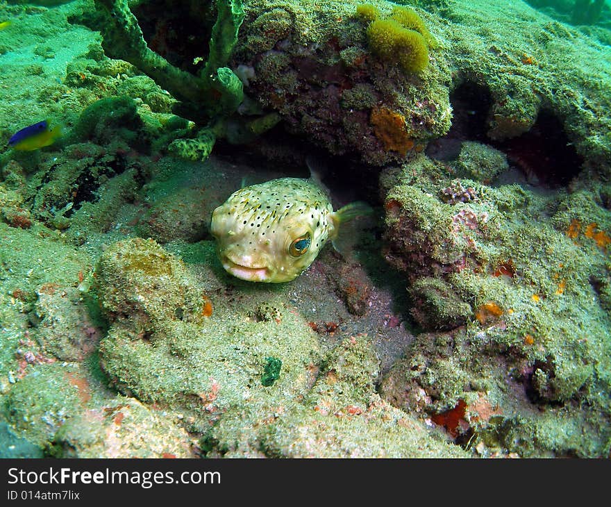 Porcupinfish on a coral reef