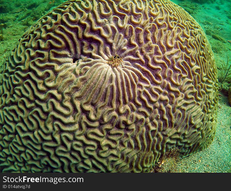 This Brain coral has a nice pattern on the top. This type of coral is common in south Florida , the Bahamas and the Caribbean. I see it all the time at all depths. This image was taken right off the beach in Ft Lauderdale.