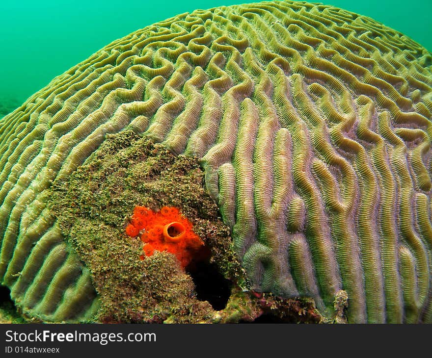 This image of Knobby Brain Coral was taken at a depth of 15 feet. It has red boring sponge at the base of this image.