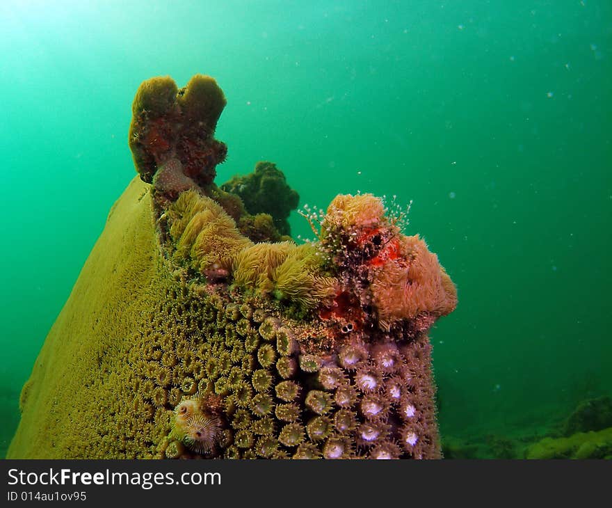 This coral has a variity of coral living on it. From Star coral to Christmas Tree Worms. Thai shot was taken at about 16 feet