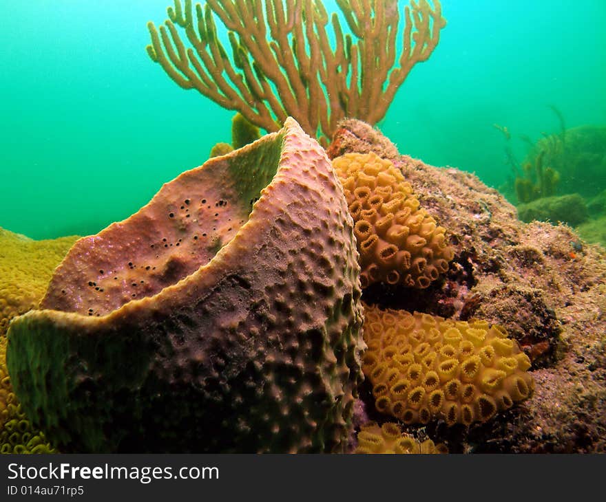 This type of coral is common in south Florida , the Bahamas and the Caribbean. I see it all the time at all depths. This image was taken right off the beach in Ft Lauderdale. This type of coral is common in south Florida , the Bahamas and the Caribbean. I see it all the time at all depths. This image was taken right off the beach in Ft Lauderdale.