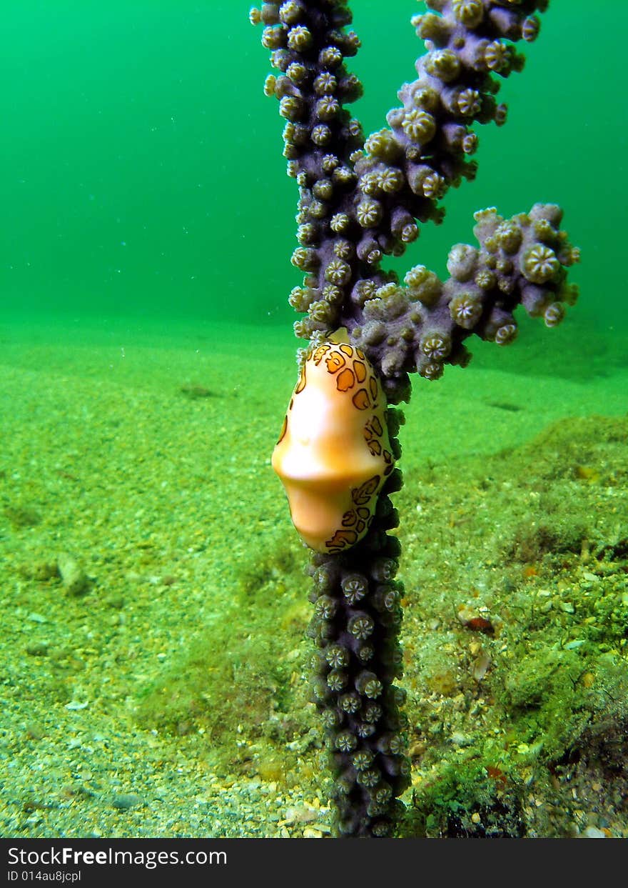 This is a Flamingo Tongue on Shelf-Knob Sea Rod. This is a very common sight in south Florida.