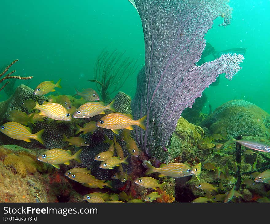 The fish are French Grunts swimming by some fan coral. This was taken about 15 feet on Sept 7,2008. This was taken at a depth of 15 feet.