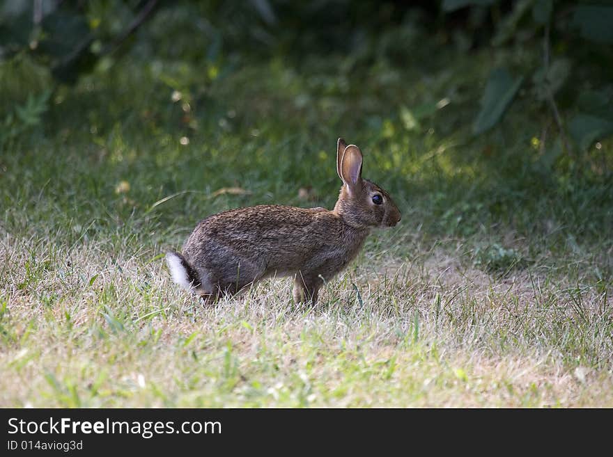 Rabbit