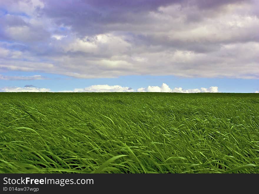 Lush green summer grassland with blue sky and gathering fluffy clouds. Lush green summer grassland with blue sky and gathering fluffy clouds