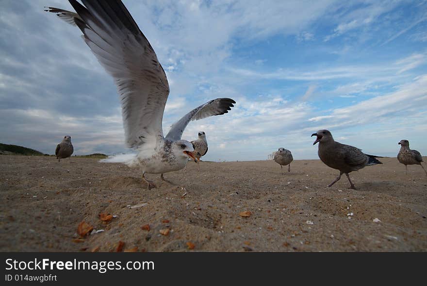 Super Close Seagull