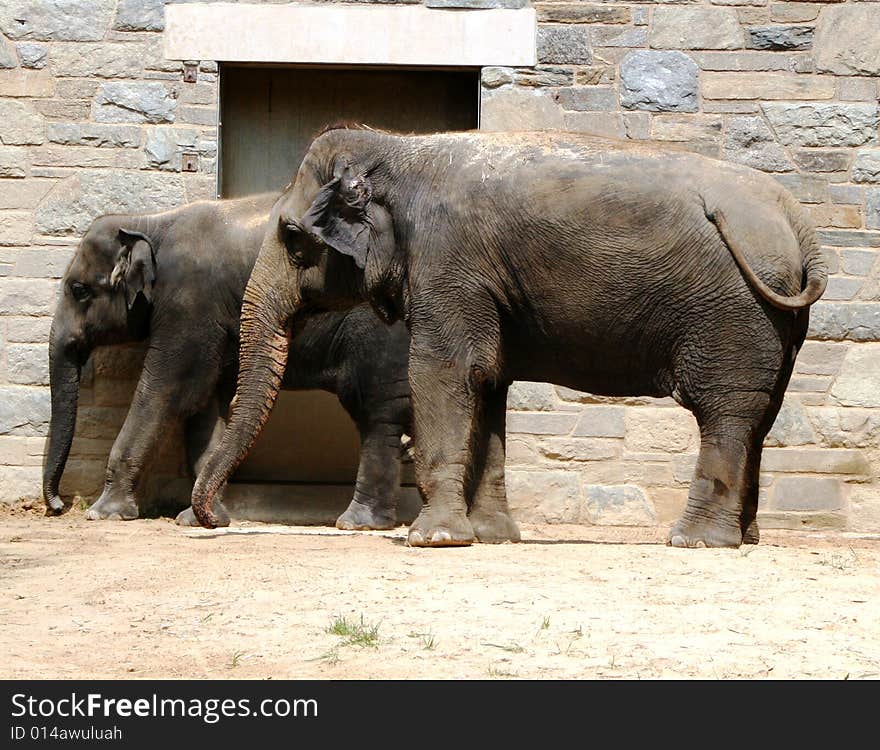 Elephant and Baby