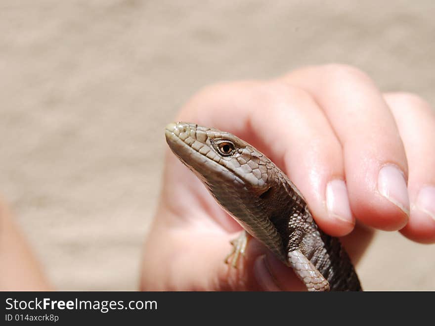 Southern alligator lizard