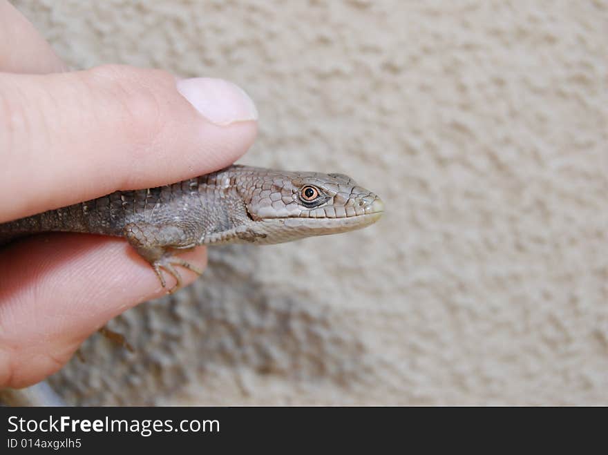 A Southern Alligator lizard, different from the blue bellie lizard