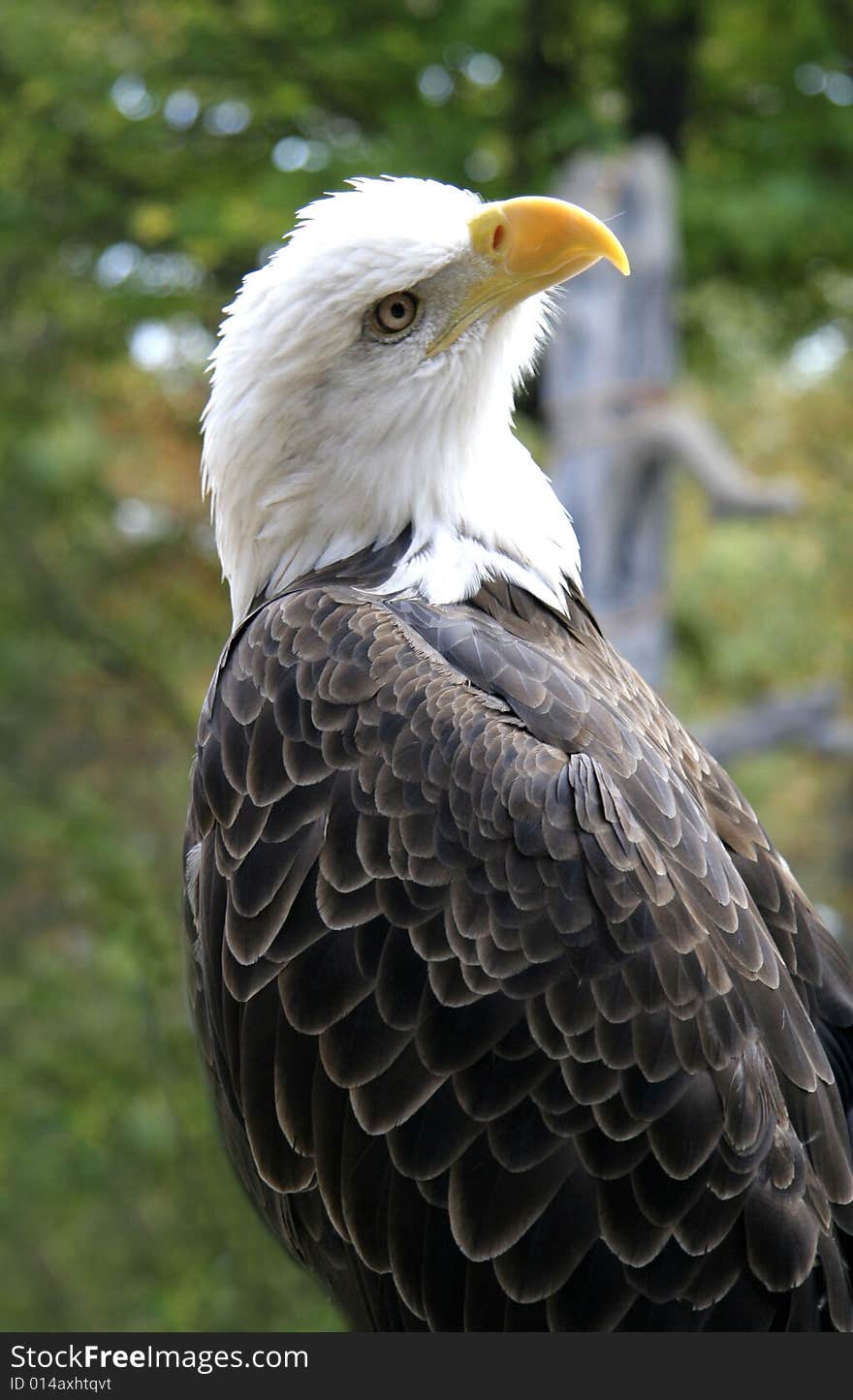 The American Eagle