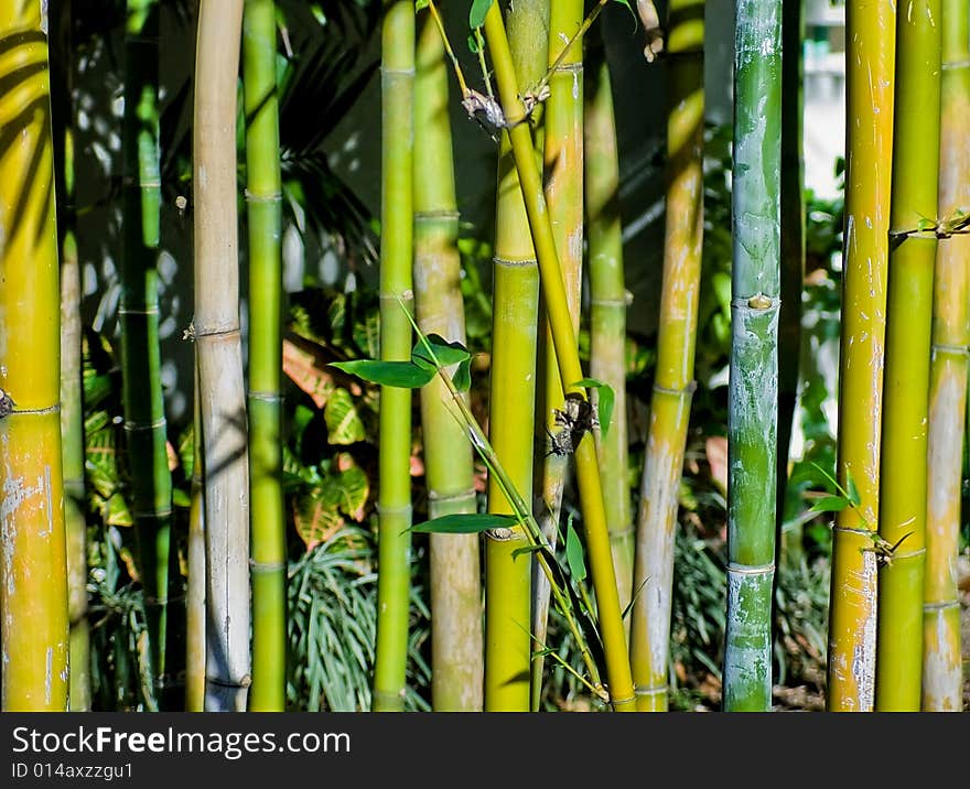 Green Bamboo. Green nature  background.