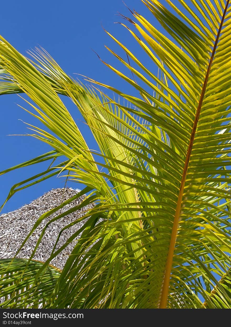 Green palm tree leaf on blue sky background. Vacation time.