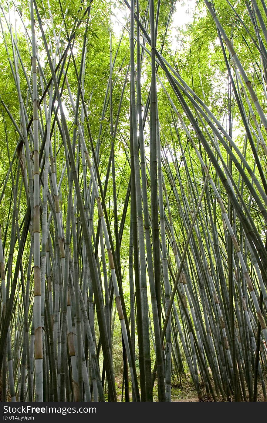 Bamboo