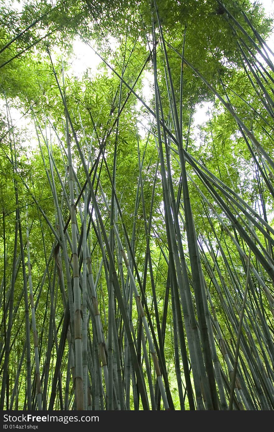 Bamboo