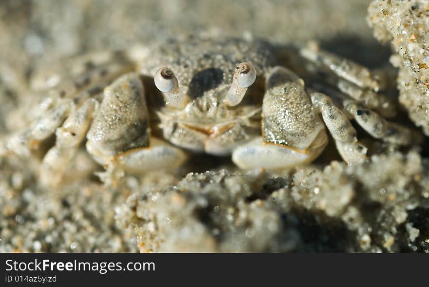 Ghost crab looking up from sand. Ghost crab looking up from sand