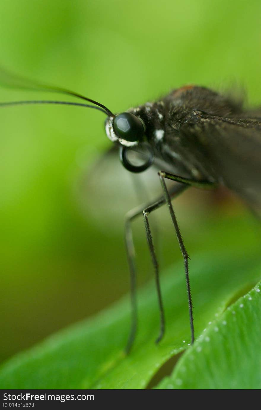 Brown Butterfly close up with green blurred background. Brown Butterfly close up with green blurred background