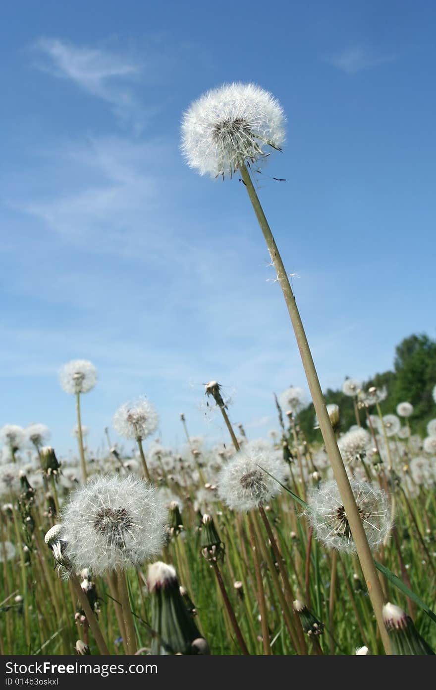 Dandelion in the afternoon on a background of the